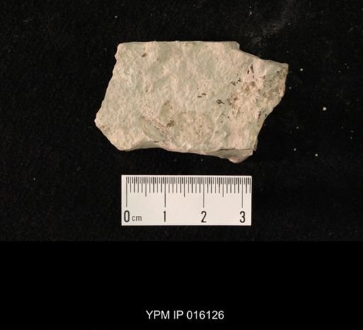 undet. Hexapoda