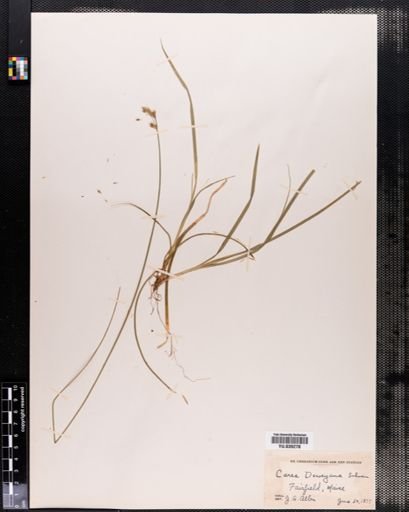 Carex deweyana