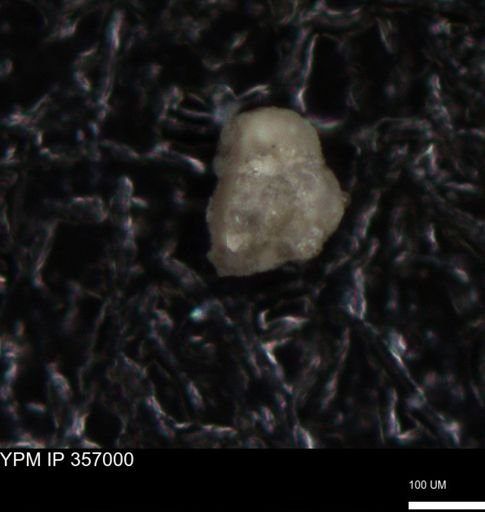 undet. Foraminiferida