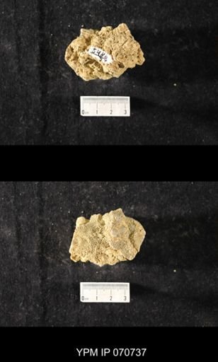 Favosites sp.
