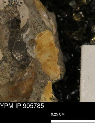 undet. Mollusca