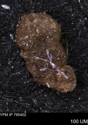 Ammobaculites euides