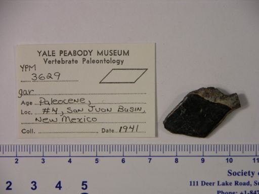 Lepisosteus sp.