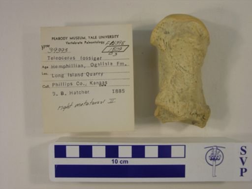 Teleoceras fossiger