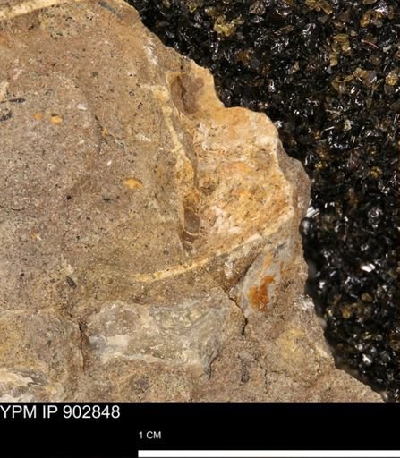 undet. Ammonoidea