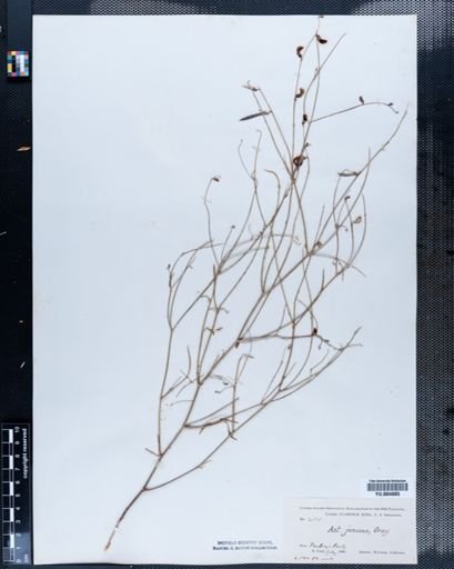 Astragalus