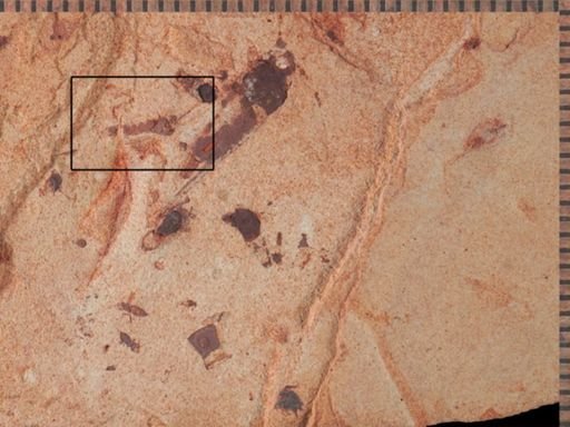 Tipulidae?