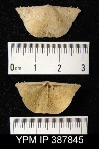 Dyoros sp.