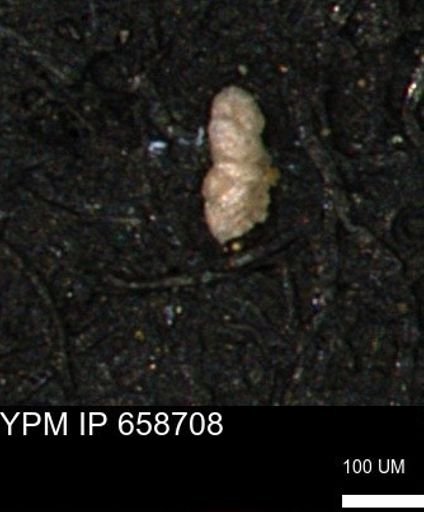 Verneuilinoides kansasensis