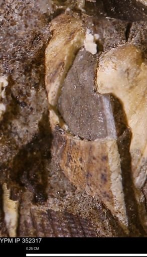 undet. Bivalvia