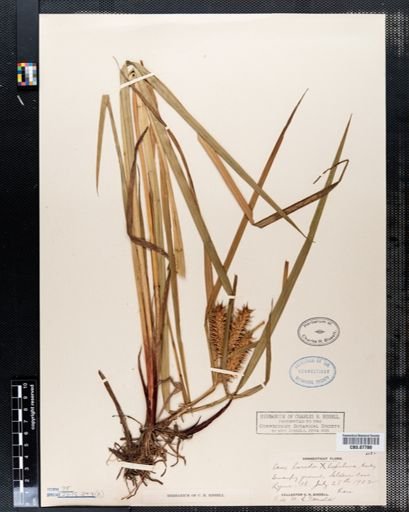 Carex lurida