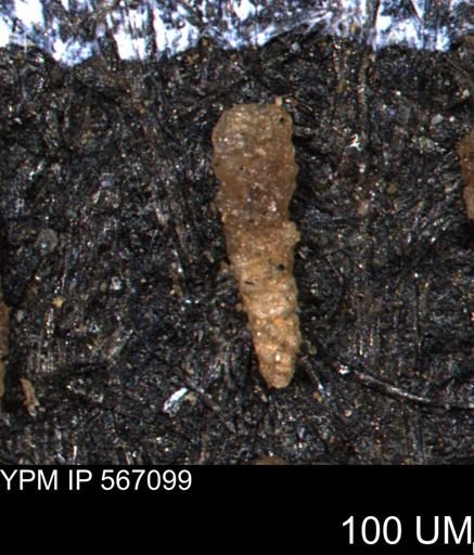Ammobaculites tyrrelli