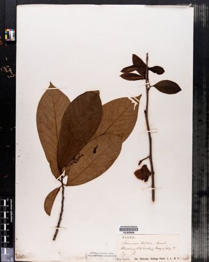 Asimina triloba
