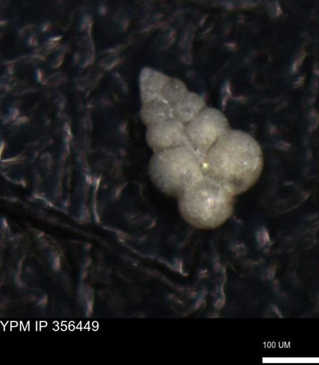 undet. Foraminiferida