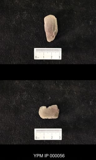Silphion latipenne
