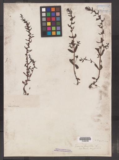 Veronica peregrina