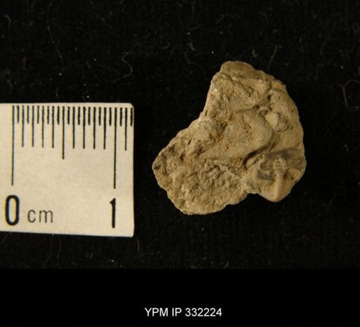undet. Calymenidae