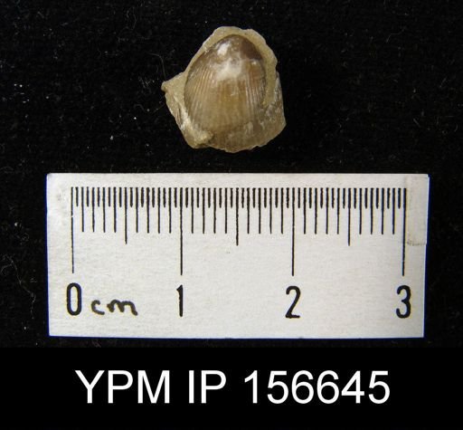 Catazyga headi anticostiensis