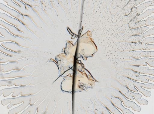 Tergipes tergipes