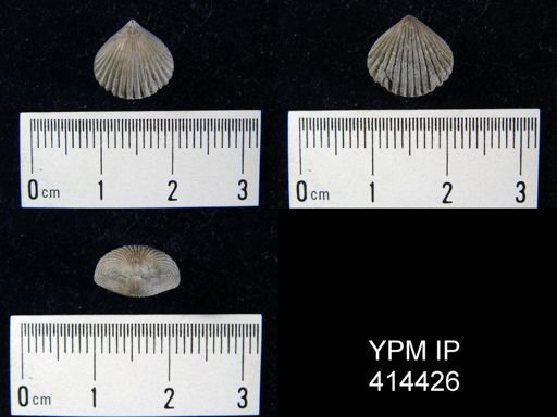 undet. Rhynchonellida