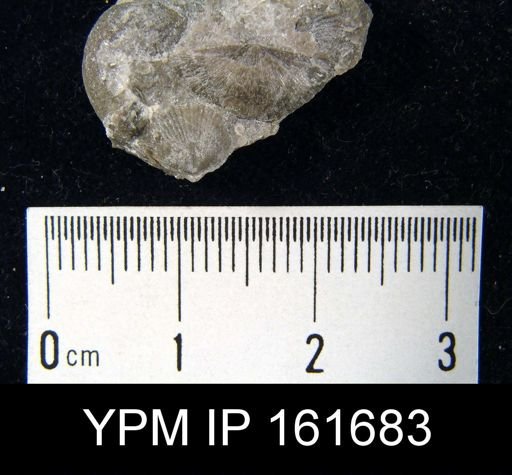 Plectambonites sericeus