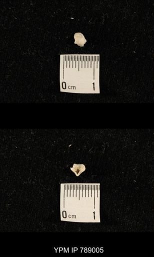 undet. Brachiopoda
