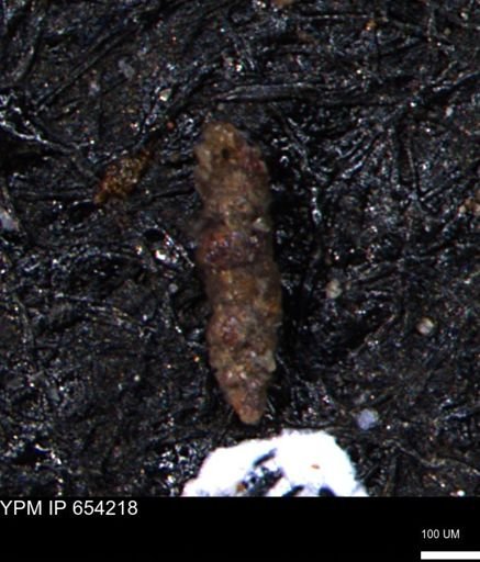 Verneuilinoides hectori