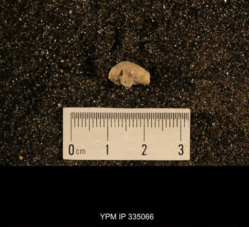 Lophophyllum profundum