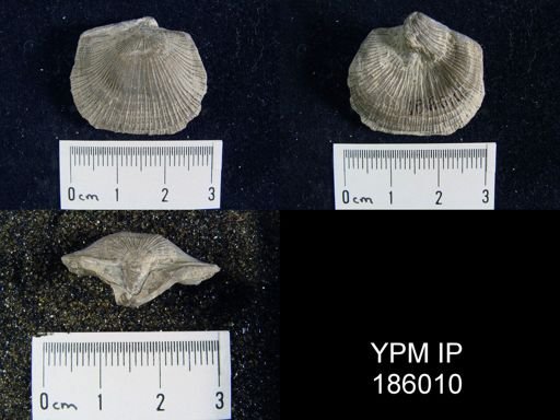 Derbya crassa