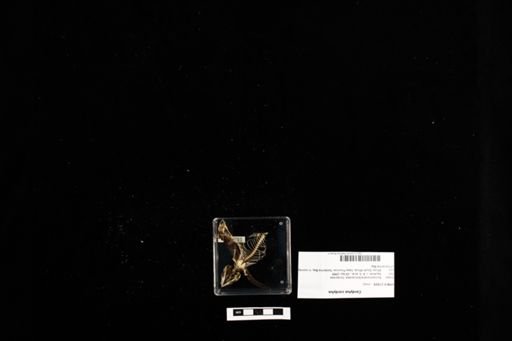 Cordylus cordylus