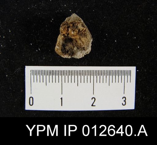 Rhynchopora taylori