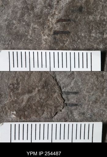 Eurypterida