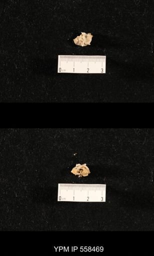 Girtycoelia sp.
