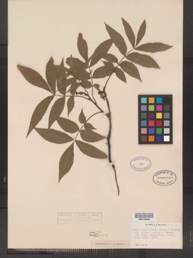 Carya cordiformis