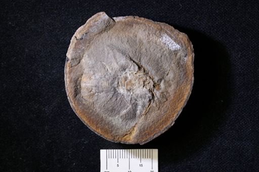 Pygocephalus gracilis