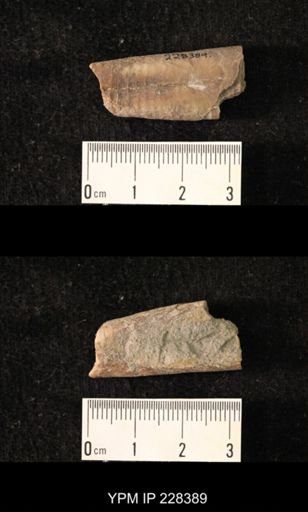 Pseudorthoceras knoxense