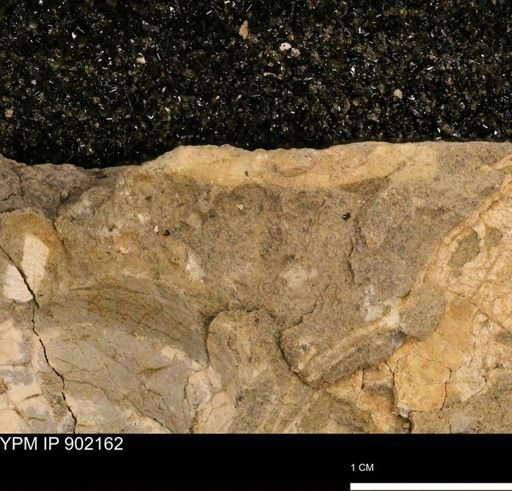 undet. Mollusca