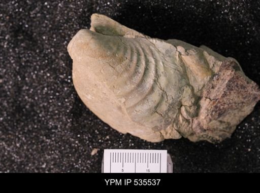 Inoceramus sp.