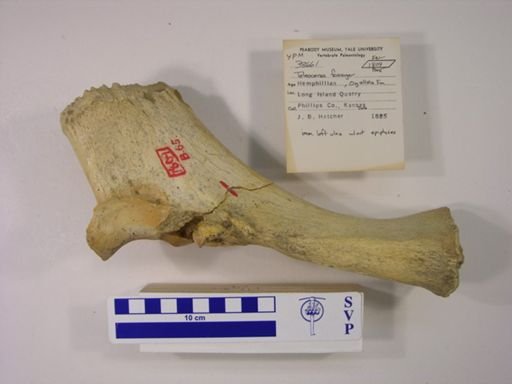 Teleoceras fossiger