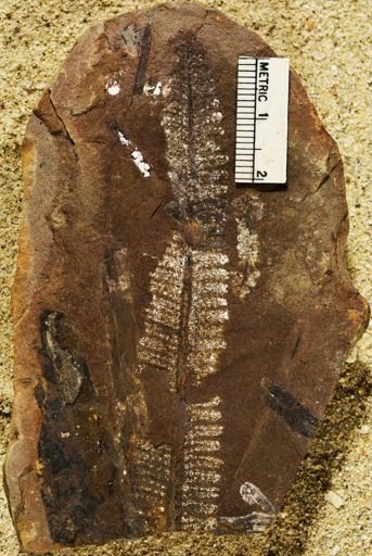 Pecopteris
