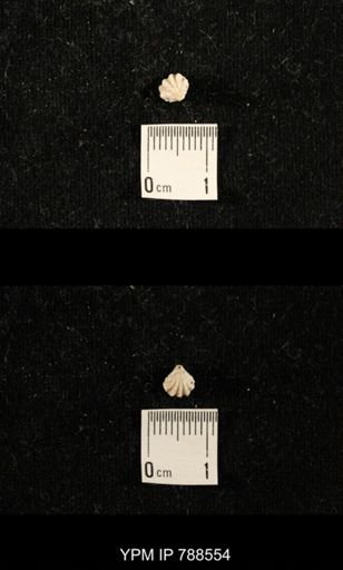 undet. Brachiopoda