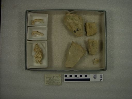 Campylocynodon personi