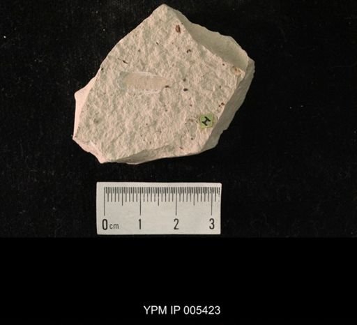 Martynovia insignis