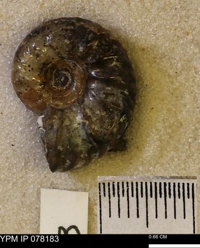 Hoploscaphites nicolletii