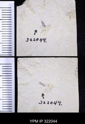 undet. Coleoptera