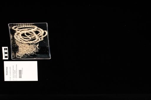 Masticophis bilineatus