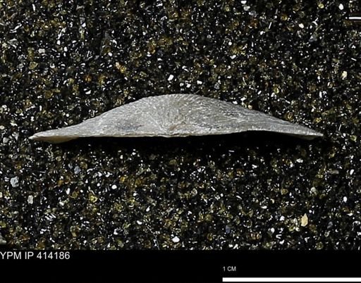 Devonochonetes mucronatus?