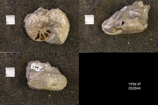 Discoscaphites gulosus