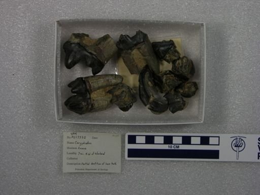 Coryphodon sp.