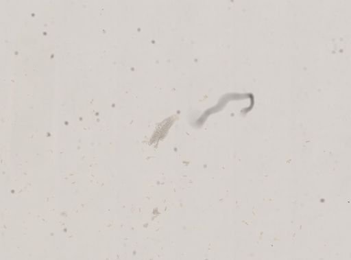 Amnicola sayana